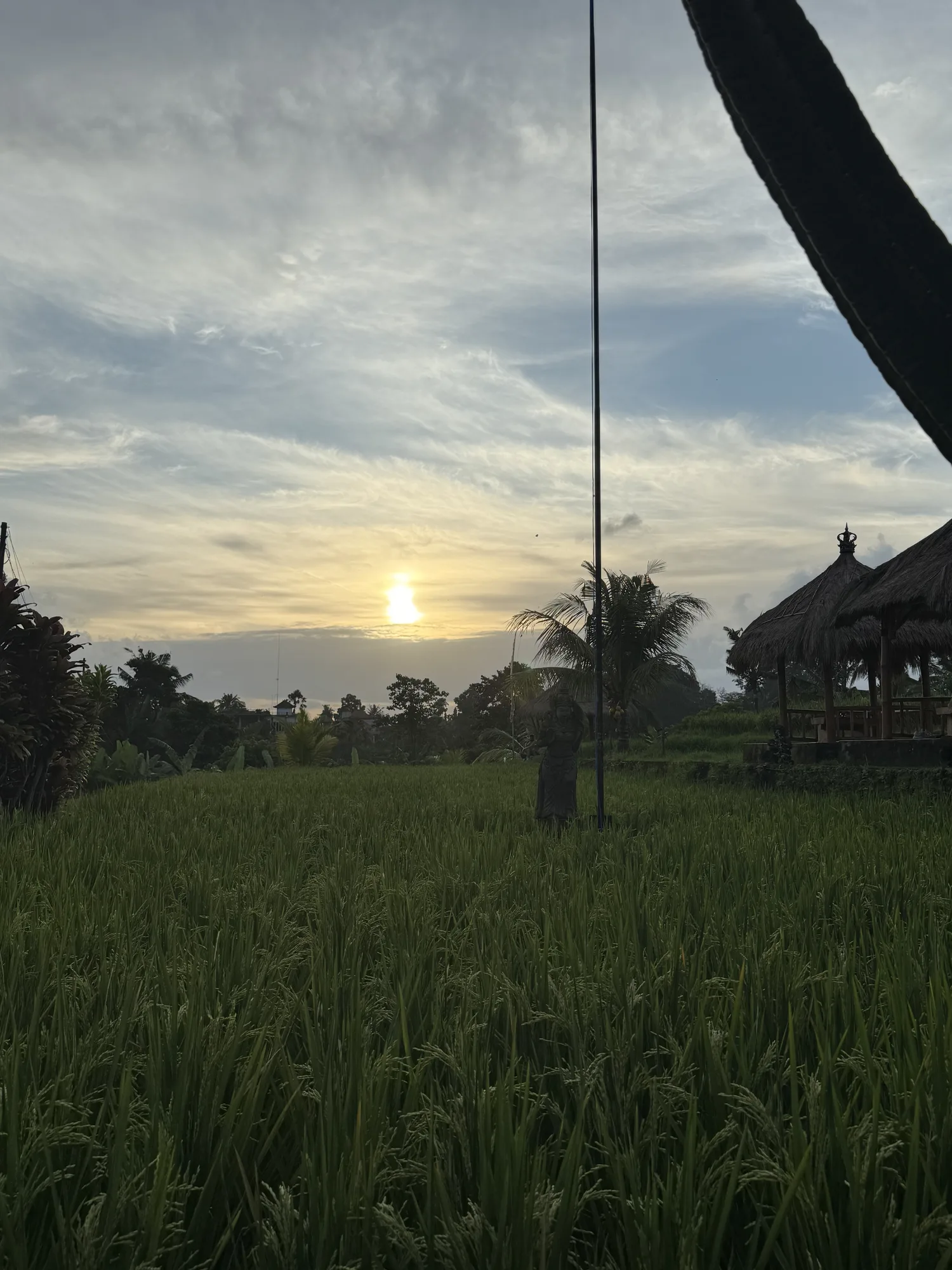 Sun going down over rice fields outside Ubud
